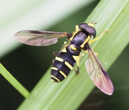 Philhelius sp.